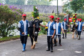 An udder-ly unforgettable event