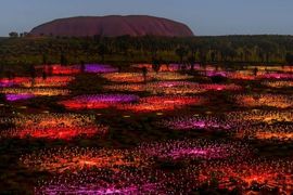 Desert lights shine on in Australia’s Uluru