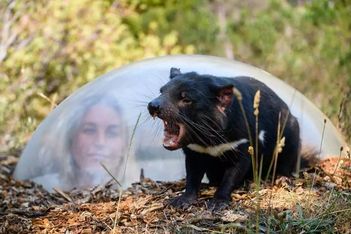 Indulge attendees' 'wild' side with unique conservation experiences