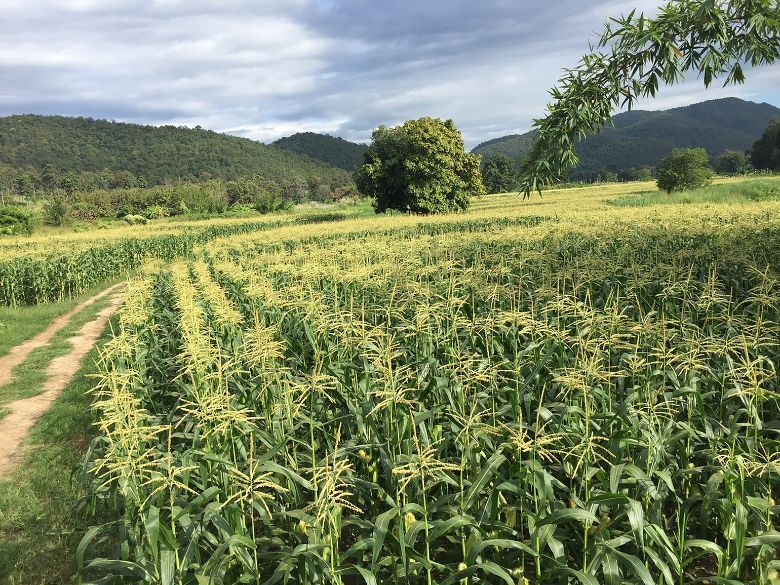 Banyan Tree Group plants gourmet organic farm in Chiangmai