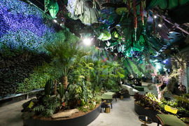 Rainforest magic comes to life at Sydney's Royal Botanic Garden