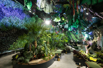 Rainforest magic comes to life at Sydney's Royal Botanic Garden