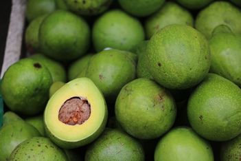 Holy guacamole! New Zealand attracts thousands of global avocado experts