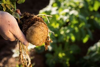 Adelaide’s initiative, innovation win the potato