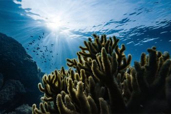 Cairns taps on business events to nurture nature
