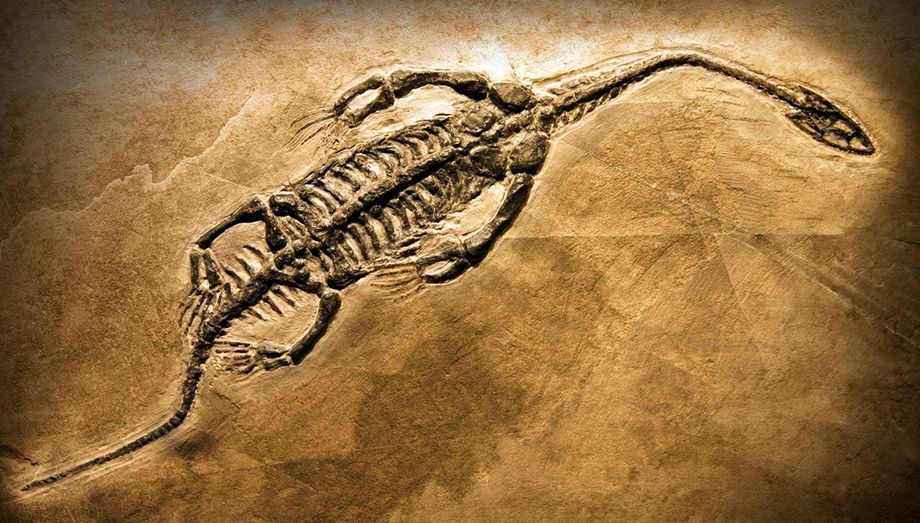 DinoCon, an event for the palaeontology community, was launched just last year.