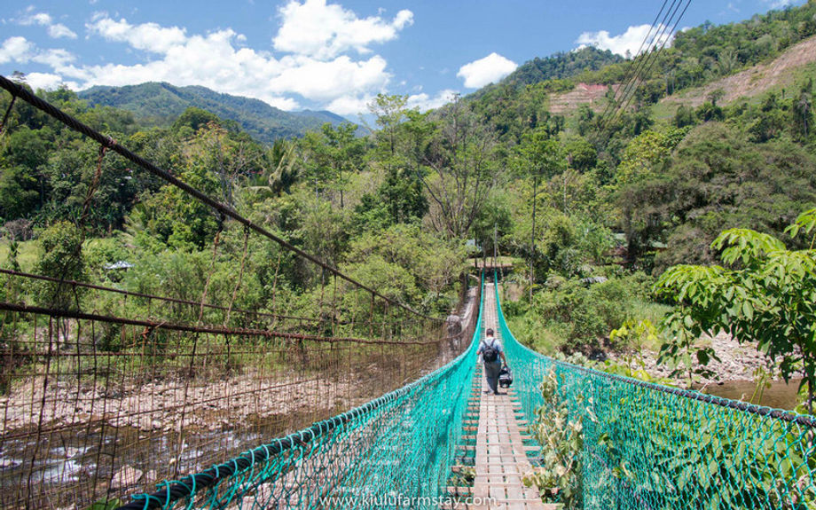 Hanging bridge leading to Kiulu Farmstay, where communities directly benefit from tourism revenue.