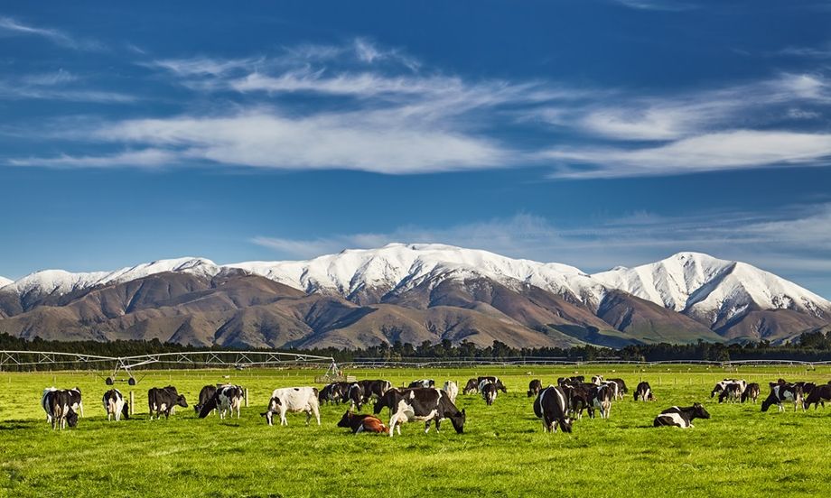 New Zealand is the source of 40% of the world’s traded dairy products.