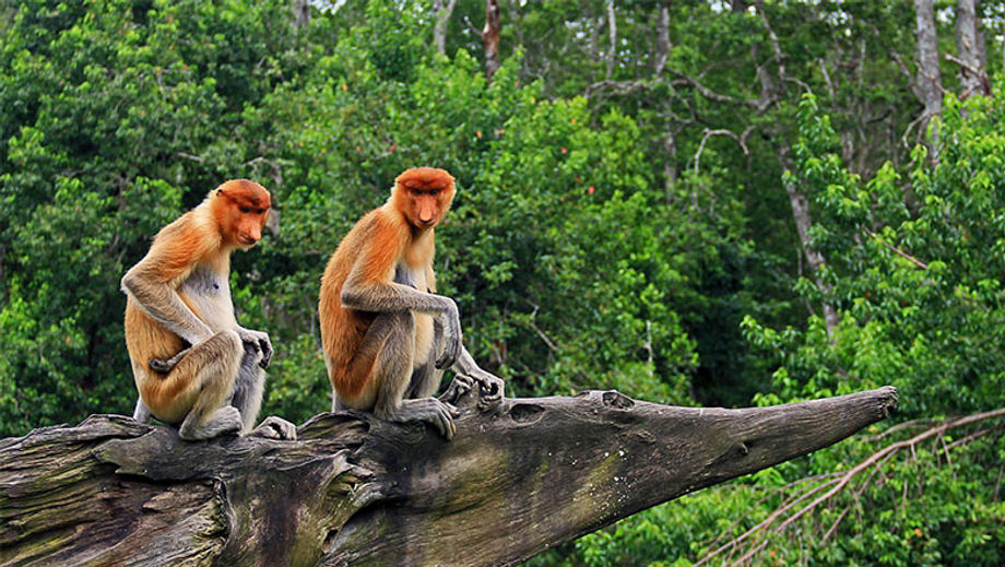 Proboscis monkeys in Borneo's unspoiled wild.