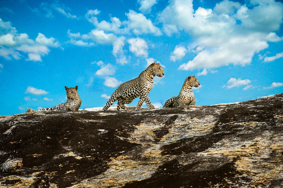 Beauty in wildlife: Sri Lanka.