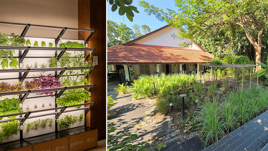 Fresh vegetables and herbs grown at the hotels’ Edible Garden and Grobrix Vertical Farm help to lower its carbon footprint.