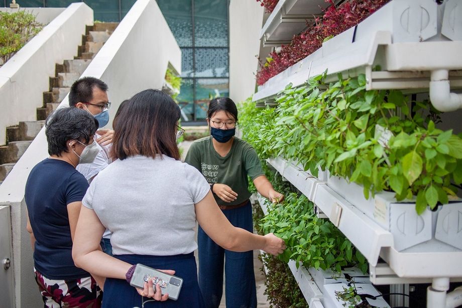 Edible Garden City offers team bonding experiences in the form of an urban farm tour or sustainability gardening workshops for groups of 50 to 100 pax.