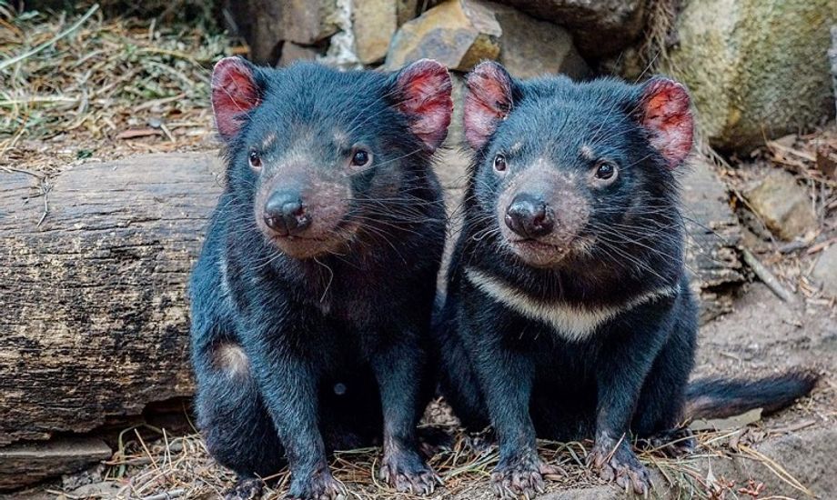 Tasmanian Devil Unzoo is a "nature experience without cages" offering up-close encounters, wildlife adventures, a Tasmanian native garden and art.