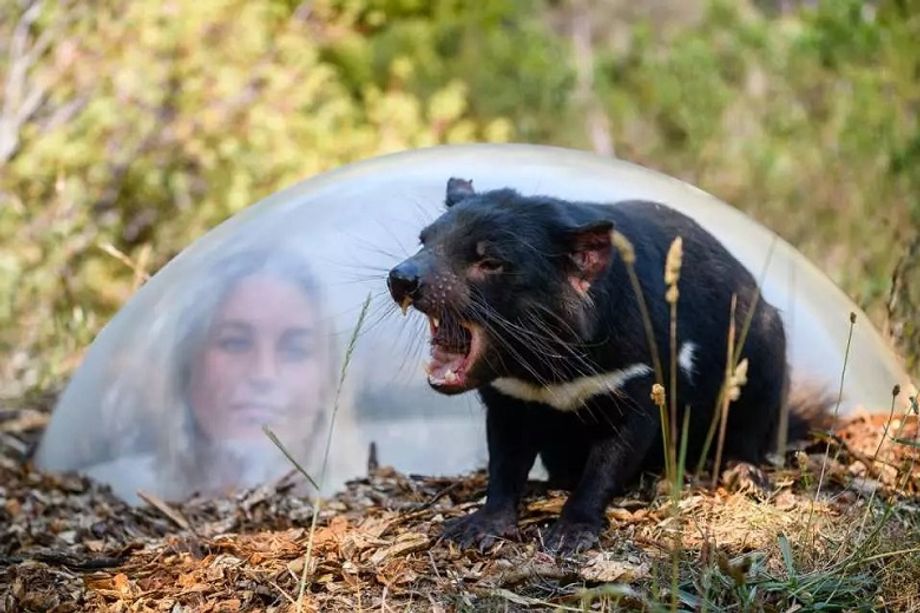 Wildlife incentive travel ideas that help fund Australia’s wildlife conservation range from sampling wine in a possum sanctuary to tracking down Tasmanian devils.