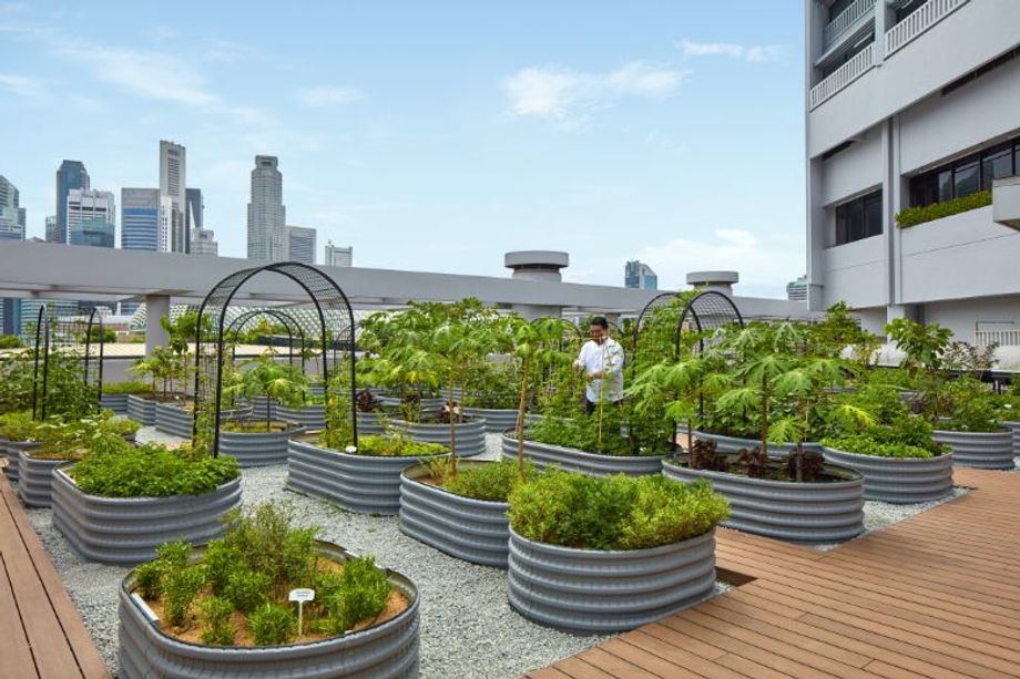 The hotel’s Urban Farm supplies 20% of the herbs and vegetables to all-day diner, Peppermint.