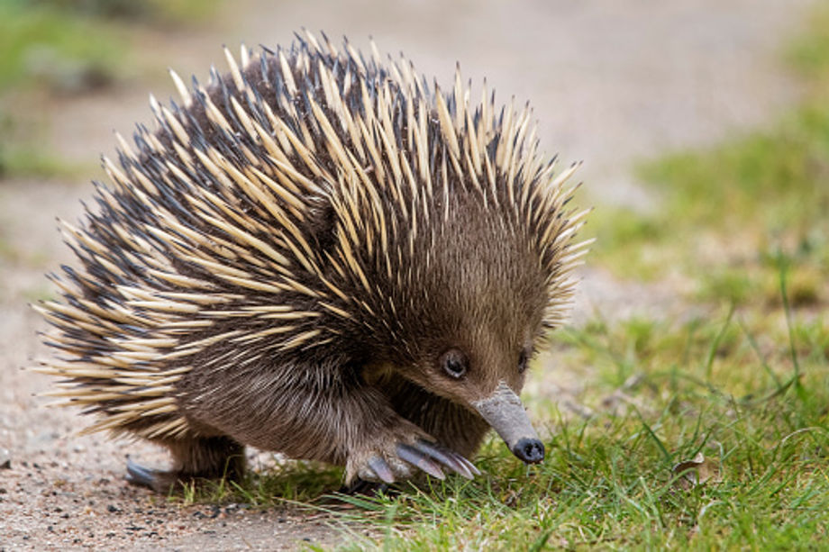 Spot Australia's endangered animals with experienced wildlife guides.