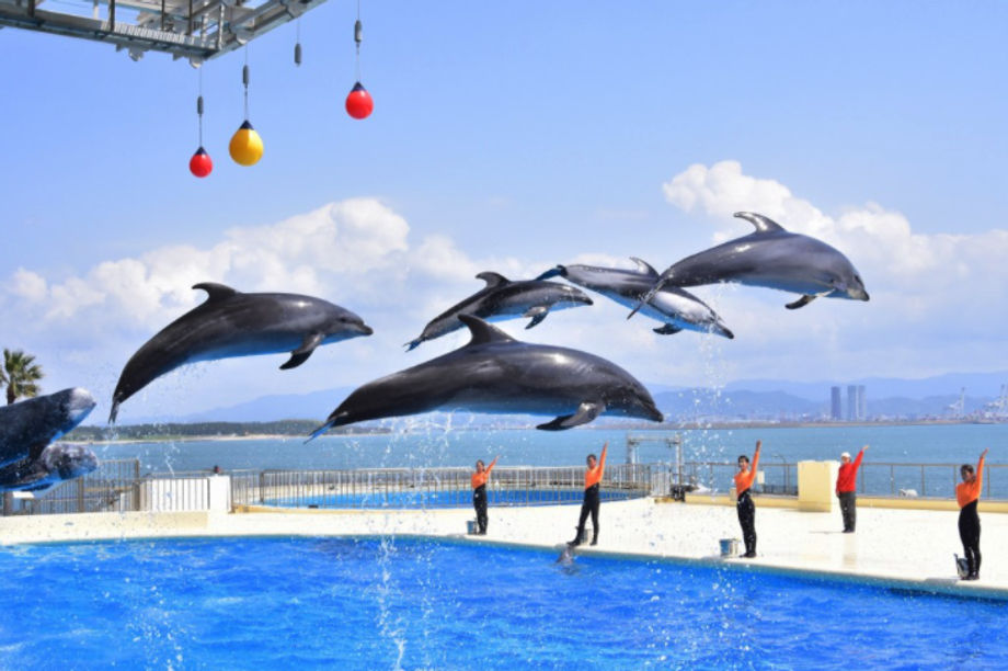 Marine World Uminonakamichi offers seated (80 pax) or standing (150 pax) parties with food in front of the Offshore Life Tank.