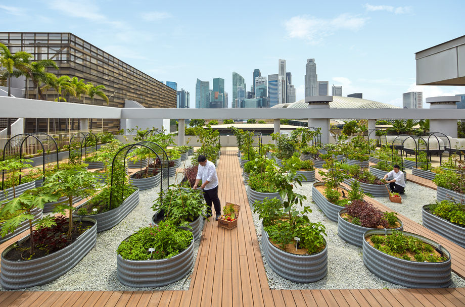 Parkroyal Collection Marina Bay's urban rooftop farm is home to more than 60 varieties of edible herbs, flowers, fruits and vegetables.