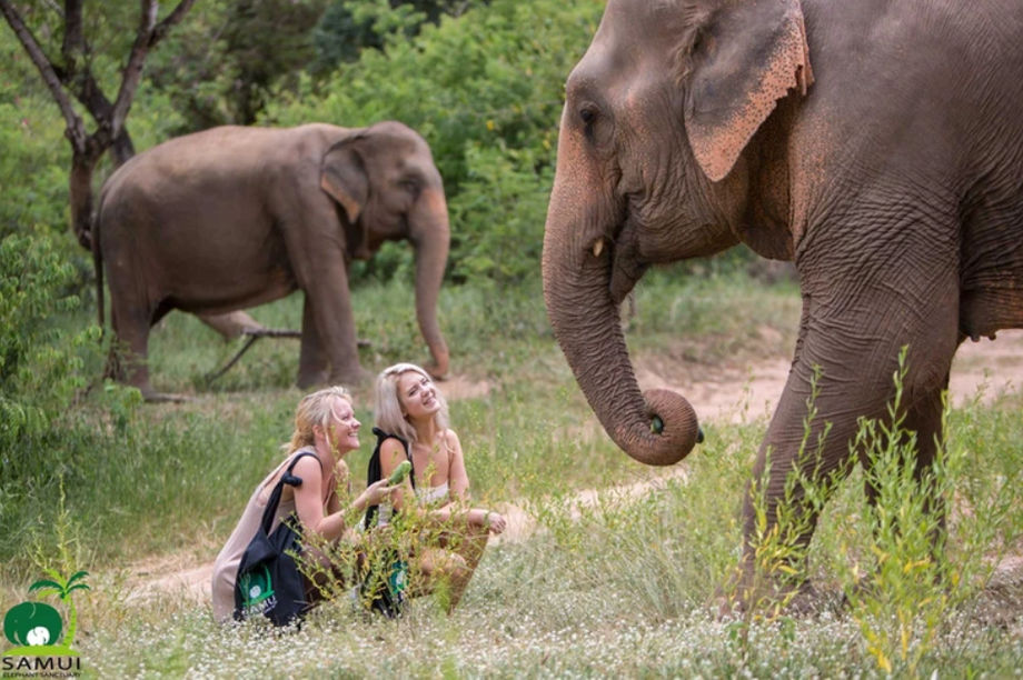 Samui Elephant Sanctuary, Thailand: an exclusive two-day buyout of the venue can include visits with the elephants in small groups.
