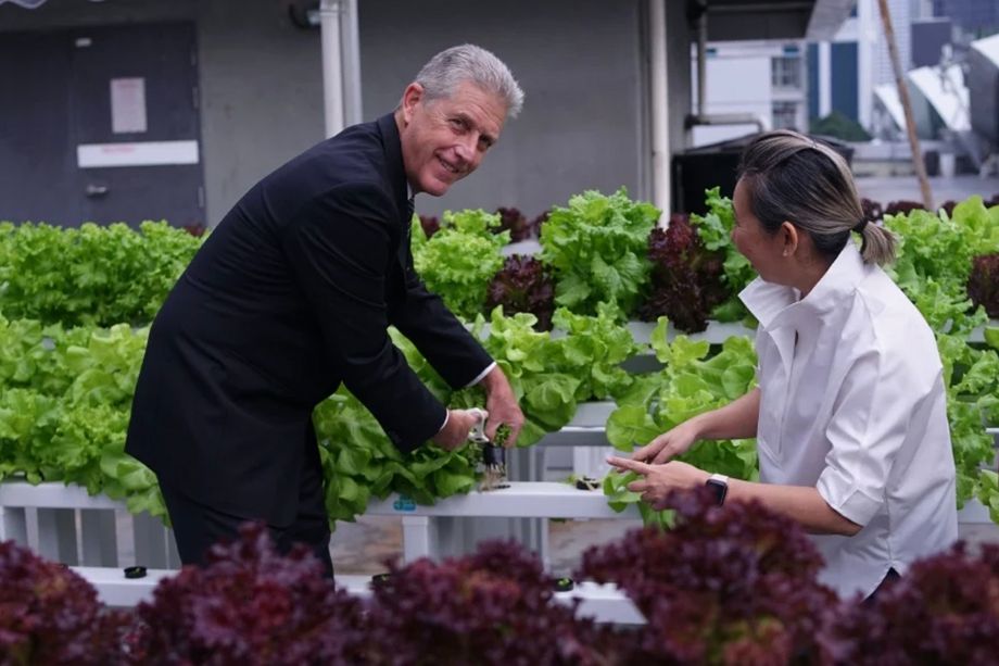 Kuala Lumpur Convention Centre's general manager Alan Pryor harvests the first batch of salads grown on the venue’s rooftop with Liz Jasri, director of The Green Attap.