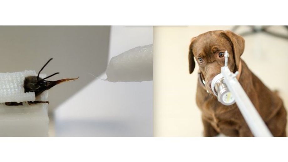 Bees and canines roped into Covid-19 detection work too.