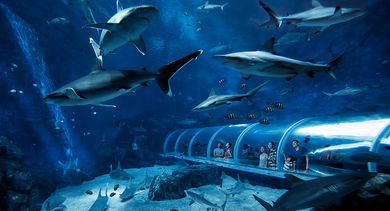 S.E.A Aquarium at Resorts World Sentosa offers a magical underwater environment for any event.