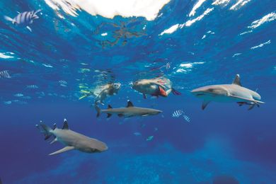 Get uncaged and closer to nature on a shark dive.