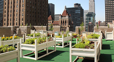 Bee Garden at Waldorf Astoria