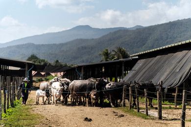 Groups can visit local dairy farm, Laos Laos Buffalo Dairy, and get up close with its 150-plus buffalos.