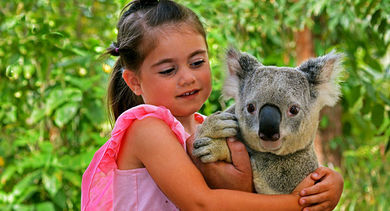Creative memorable incentive experiences with a visit to a koala sanctuary (Credit: chameleonseye/iStock)
