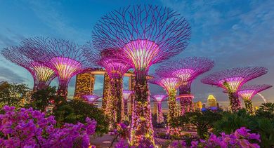 Super Trees at Gardens by the Bay put on a stunning performance.