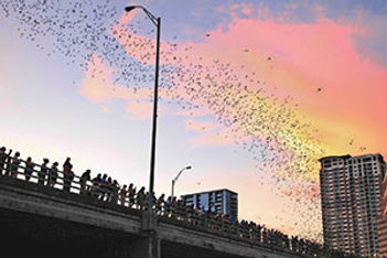 Congress Avenue Bridge