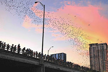 Congress Avenue Bridge