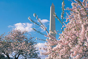 Washington Monument cherry blossoms