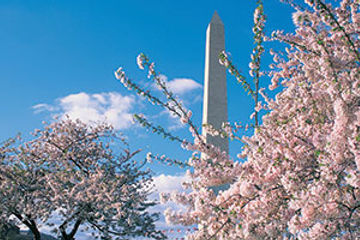 Washington Monument cherry blossoms