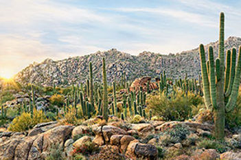 Scottsdale desert landscape
