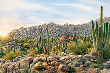 Scottsdale desert landscape