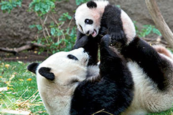 San Diego Zoo pandas