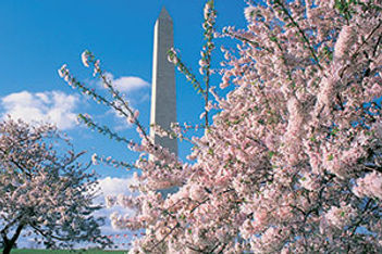 nations capital Washington DC cherry blossoms