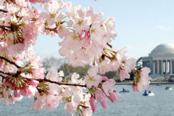 Cherry Blossoms Tidal Basin