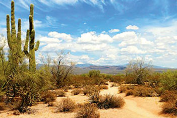 Sonoran Desert