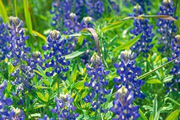 Texas-blue-bonnets-photograph-steve-moore