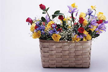 Petal Preview