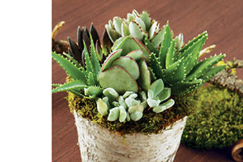 Low-Maintenance Plants