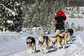 Dog Sledding
