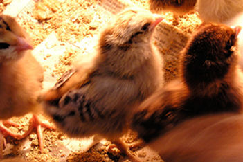 Foodie Farm Tour