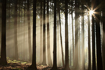 Parks and Reforestation