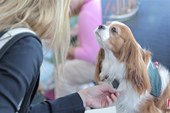 VIDEO: Take Paws