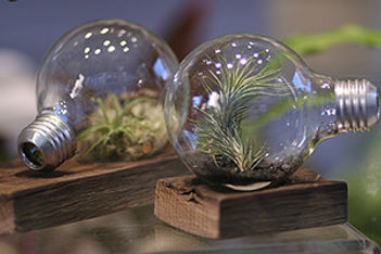 Living Lightbulbs