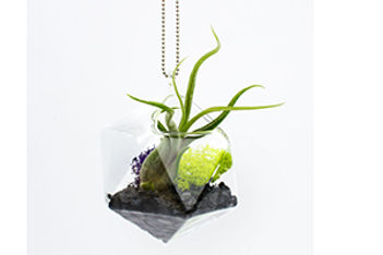 Plant This Activity Idea